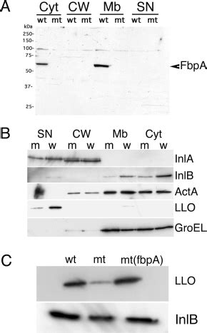 FbpA, a novel multifunctional Listeria monocytogenes virulence。